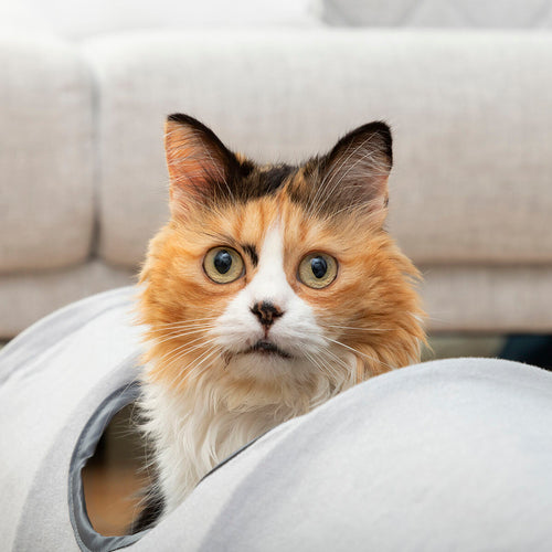 Collapsible Play Tunnel for Cats & Small Pets
